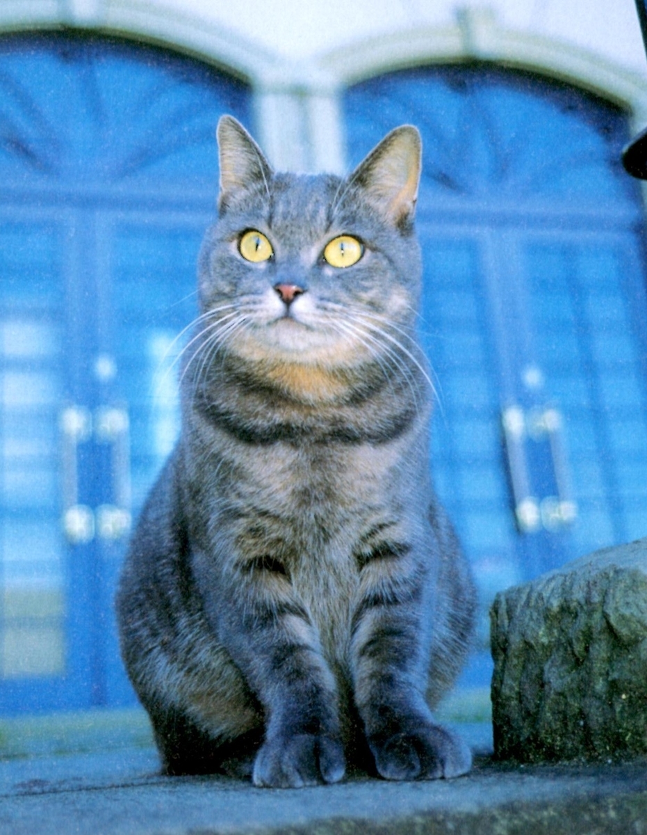 f:id:hamasansu:20200618222407j:plain f:id:hamasansu:20200618222407j:plain