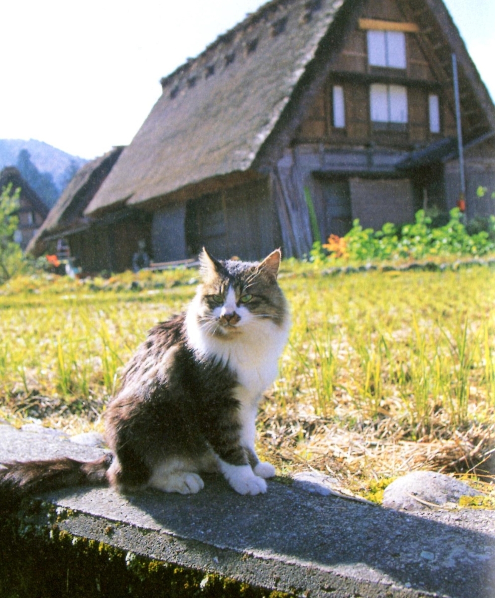 f:id:hamasansu:20200618223118j:plain f:id:hamasansu:20200618223118j:plain