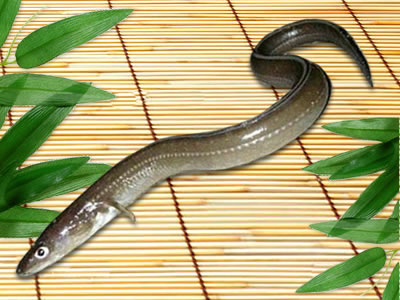 f:id:hamasansu:20201214222924j:plain