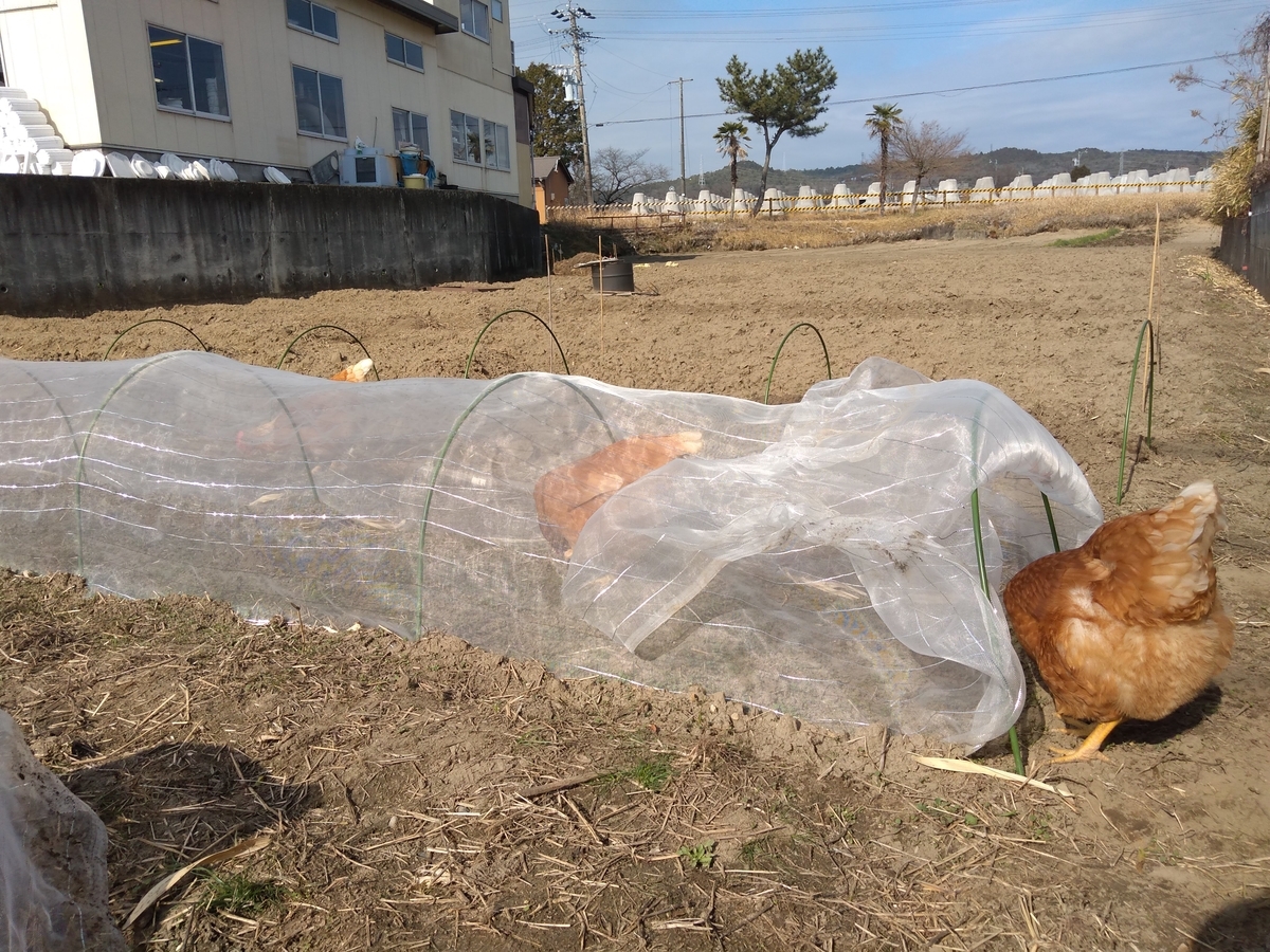 ニワトリとは 動植物の人気 最新記事を集めました はてな
