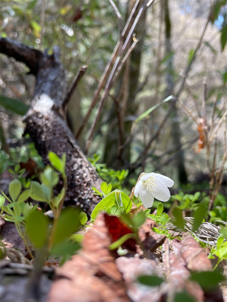 f:id:hamasora:20230410111359j:image f:id:hamasora:20230410111359j:image