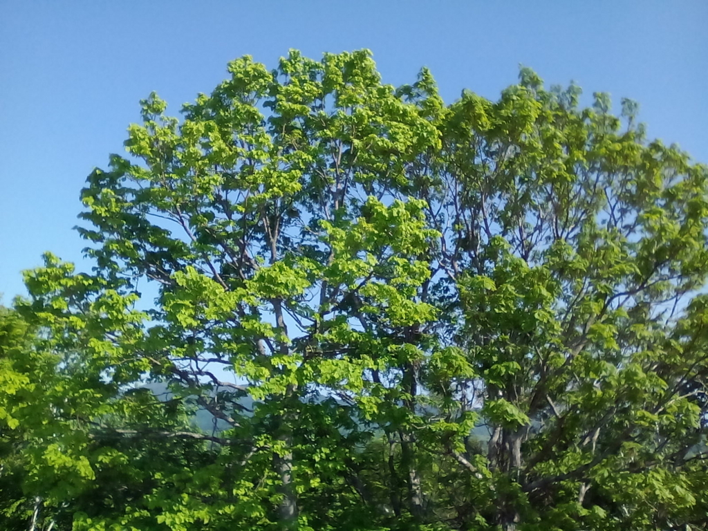 f:id:hamatonbetsu:20160614175758j:plain