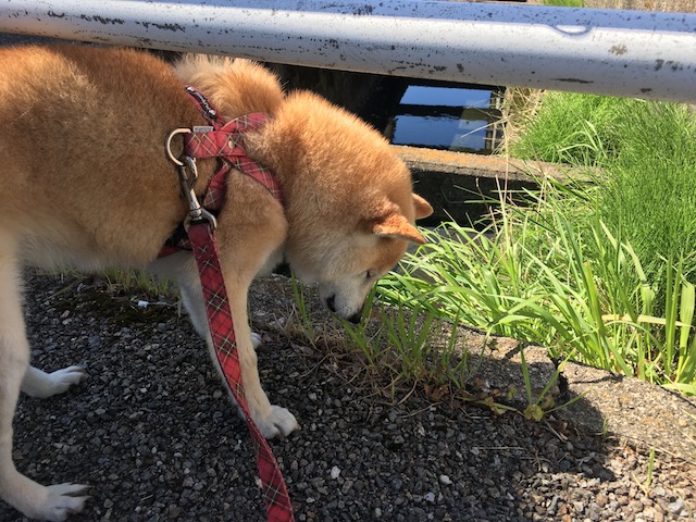 f:id:hamayatwo:20170509225711j:plain f:id:hamayatwo:20170509225711j:plain