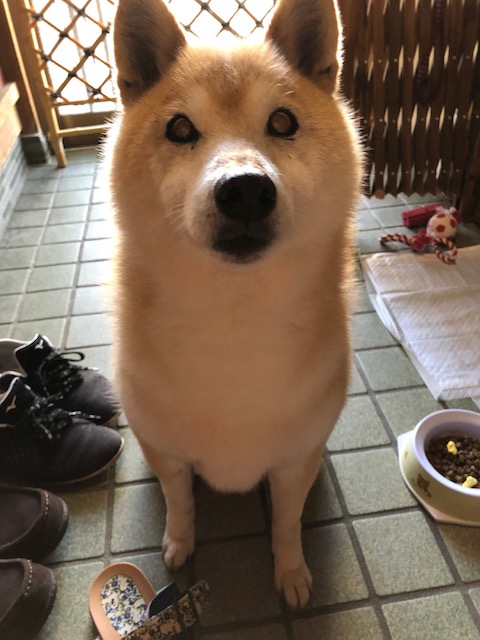 f:id:hamayatwo:20180331093513j:plain f:id:hamayatwo:20180331093513j:plain