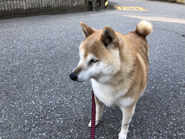 f:id:hamayatwo:20180331095518j:plain f:id:hamayatwo:20180331095518j:plain