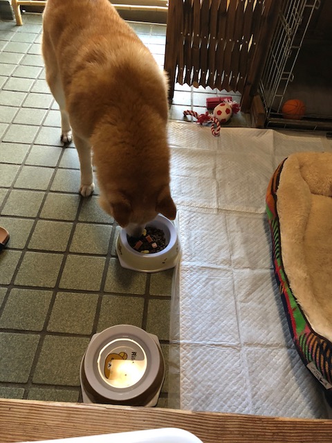 f:id:hamayatwo:20180331095653j:plain f:id:hamayatwo:20180331095653j:plain