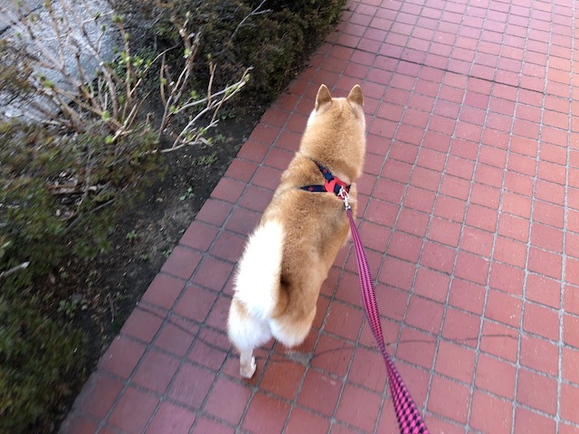 f:id:hamayatwo:20180331103227j:plain f:id:hamayatwo:20180331103227j:plain