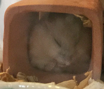 f:id:hamgomi:20180501194049j:plain
