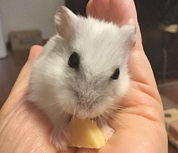 f:id:hamgomi:20180501194052j:plain