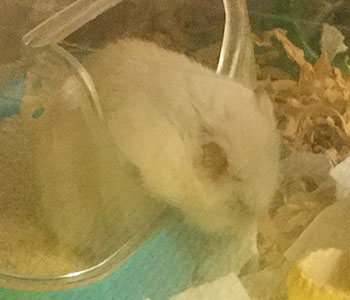 f:id:hamgomi:20180614172517j:plain f:id:hamgomi:20180614172517j:plain