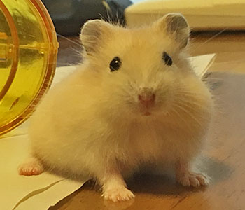 f:id:hamgomi:20180614172644j:plain f:id:hamgomi:20180614172644j:plain