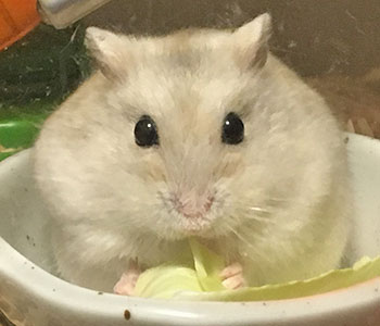 f:id:hamgomi:20181226163218j:plain