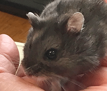f:id:hamgomi:20190127022843g:plain
