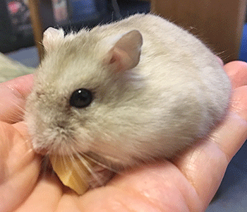 f:id:hamgomi:20190828025112g:plain