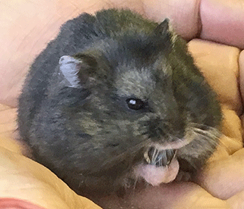 f:id:hamgomi:20190828025116g:plain