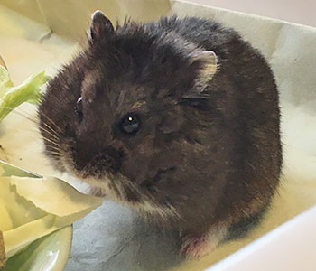 f:id:hamgomi:20190927184656j:plain f:id:hamgomi:20190927184656j:plain