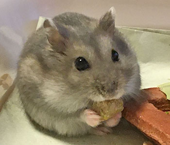 f:id:hamgomi:20191029152443j:plain
