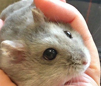 f:id:hamgomi:20210129015746j:plain