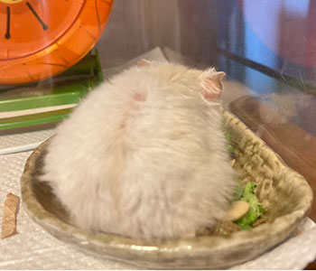 f:id:hamgomi:20210630170021j:plain