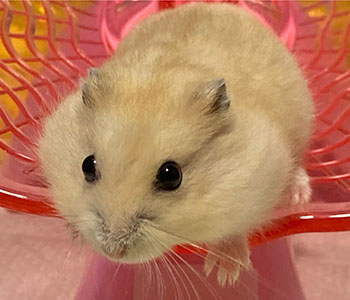 f:id:hamgomi:20220131151338j:plain