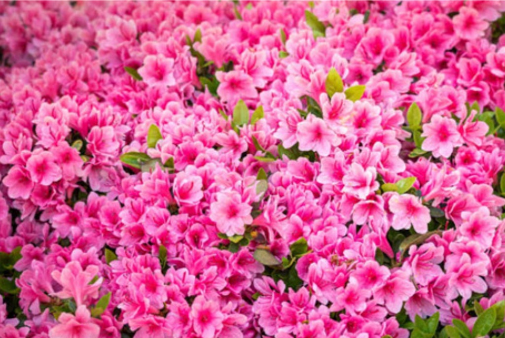 f:id:hamiru0818:20240311200250j:image
