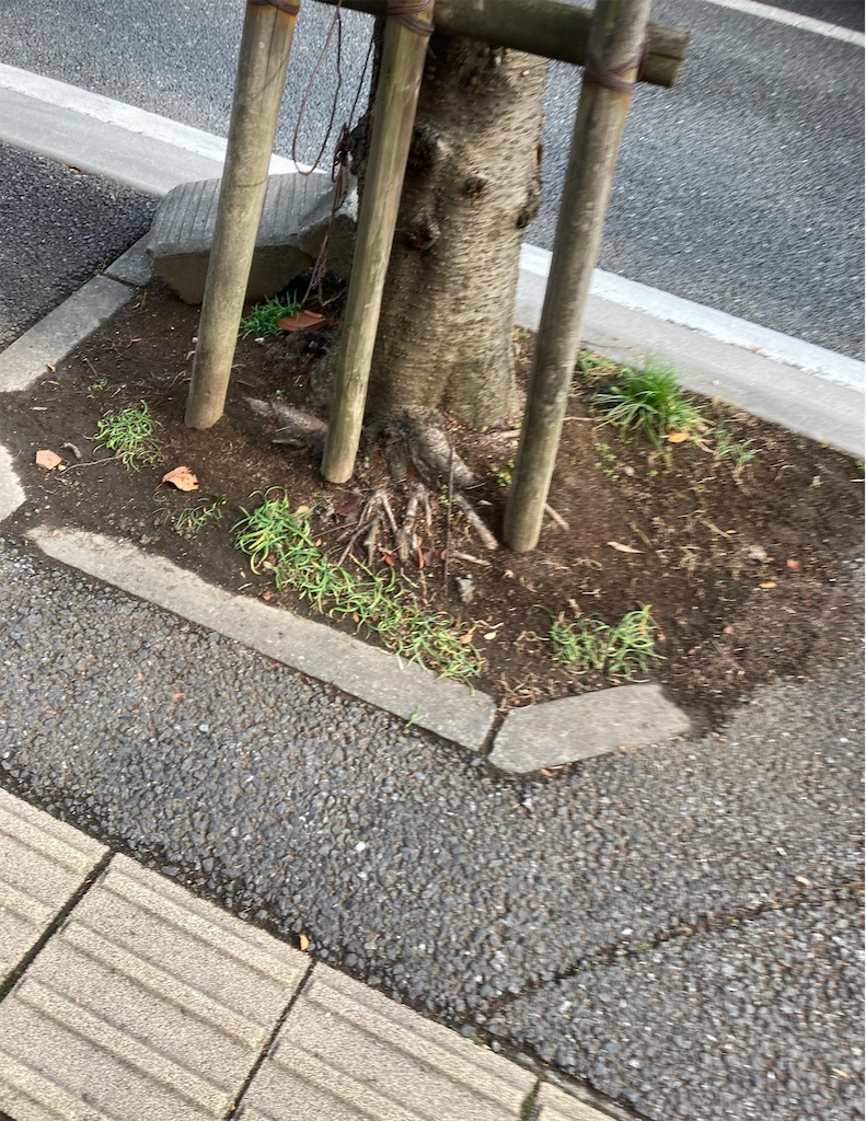 f:id:hamiru0818:20250219003622j:image