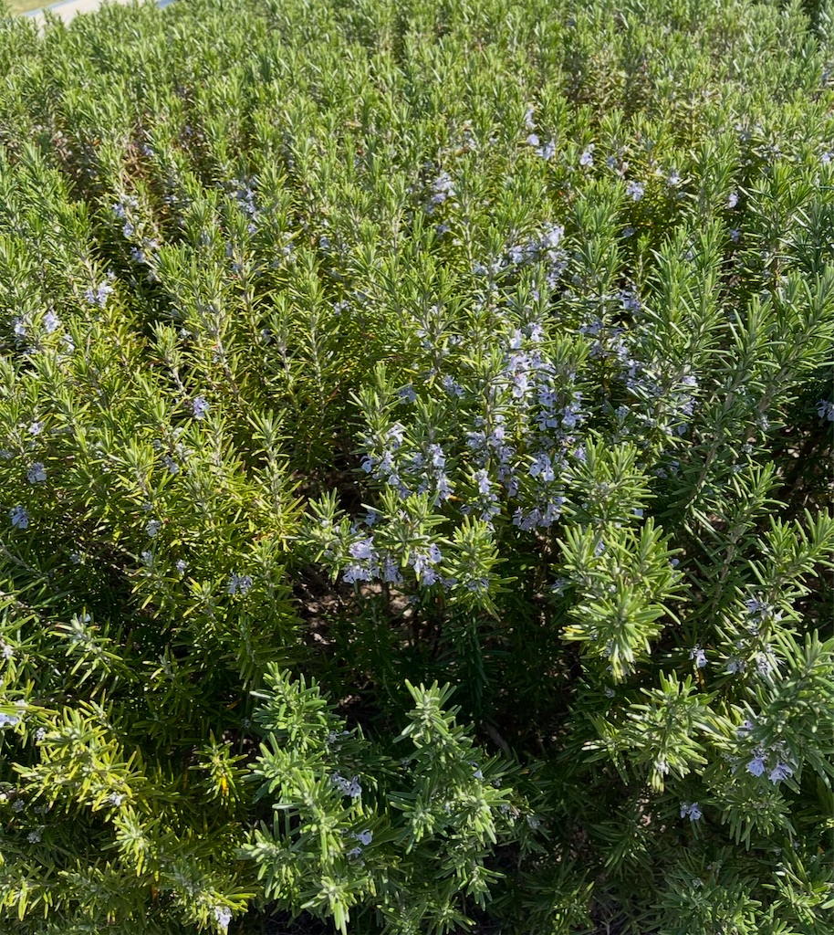 f:id:hamiru0818:20250219003712j:image