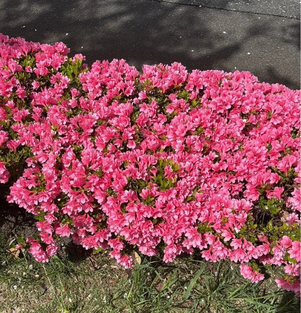 f:id:hamiru0818:20250422125718j:image f:id:hamiru0818:20250422125718j:image