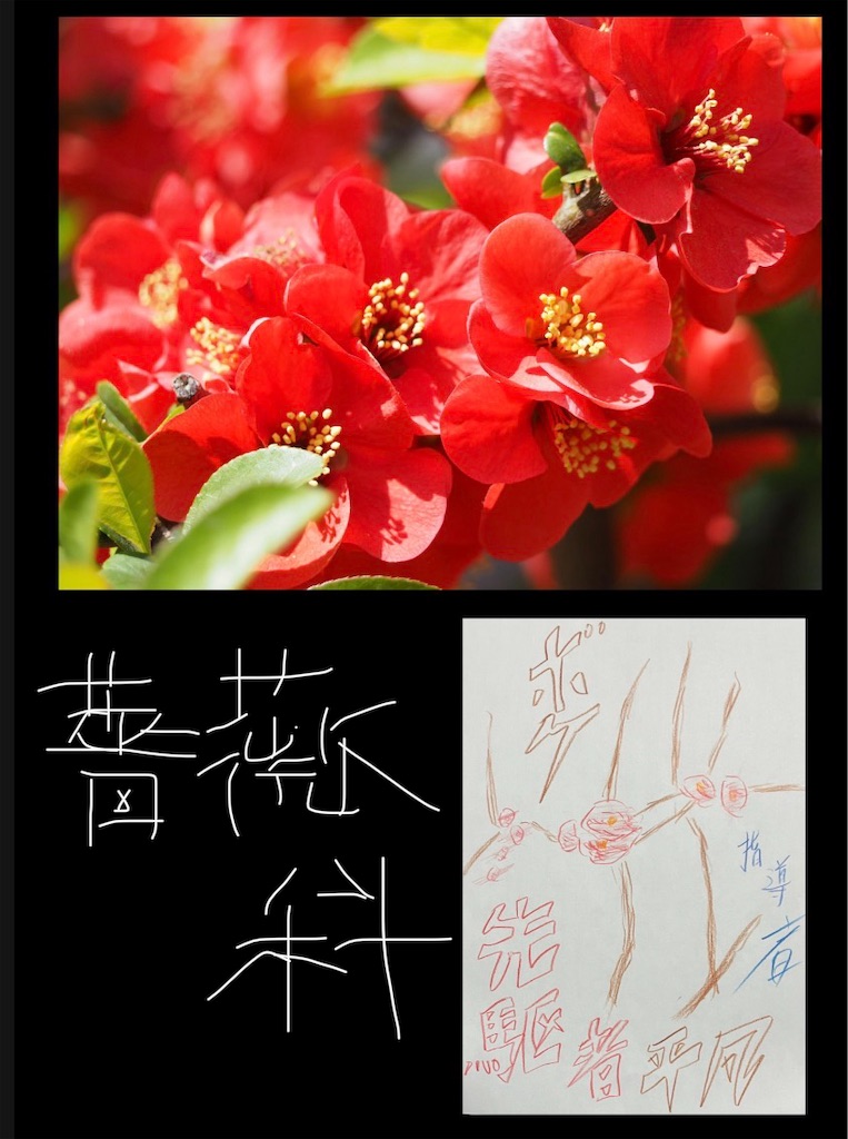 f:id:hamiru0818:20260205003934j:image