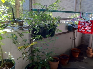 f:id:hamkitchen:20121008091143j:image