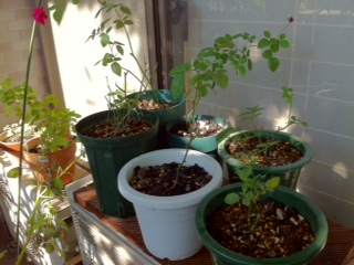 f:id:hamkitchen:20121008091201j:image