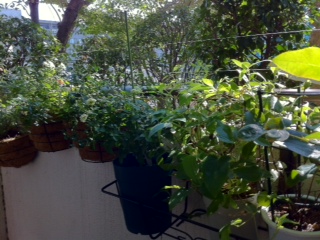f:id:hamkitchen:20121008091243j:image
