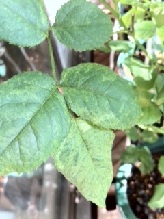 f:id:hamkitchen:20121008091310j:image