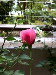 f:id:hamkitchen:20121012065753j:image