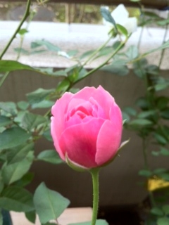 f:id:hamkitchen:20121012070019j:image