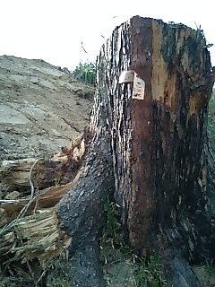 f:id:hamlet-r:20080405162140j:image f:id:hamlet-r:20080405162140j:image