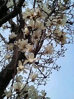 f:id:hamlet-r:20080405163008j:image f:id:hamlet-r:20080405163008j:image