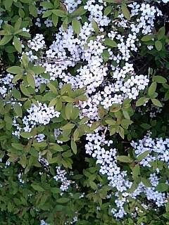 f:id:hamlet-r:20080405163223j:image f:id:hamlet-r:20080405163223j:image