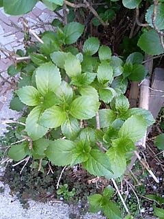 f:id:hamlet-r:20080405165757j:image f:id:hamlet-r:20080405165757j:image