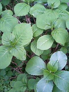 f:id:hamlet-r:20080405170905j:image f:id:hamlet-r:20080405170905j:image