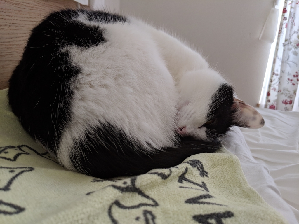 f:id:hammer_appli:20190228140944j:plain f:id:hammer_appli:20190228140944j:plain