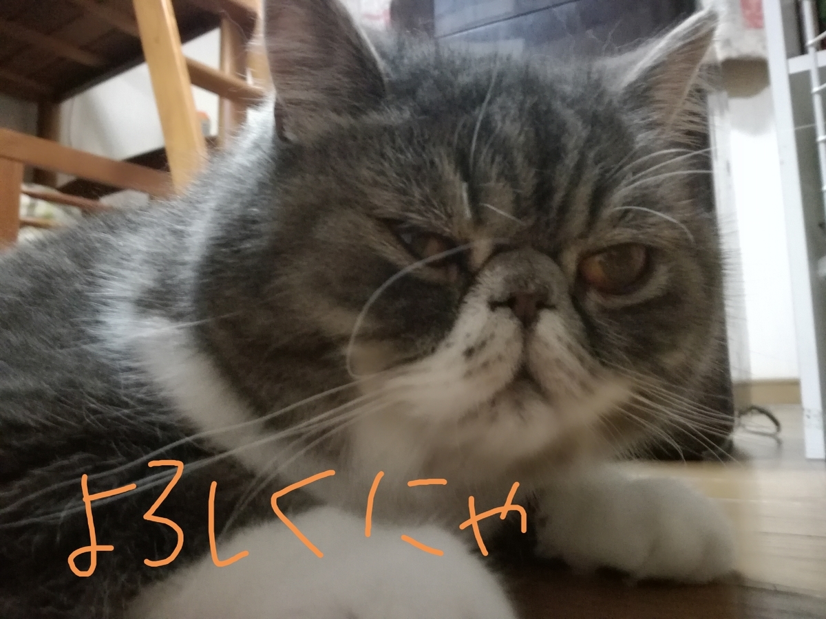 f:id:hammy_san:20190711220305j:plain f:id:hammy_san:20190711220305j:plain
