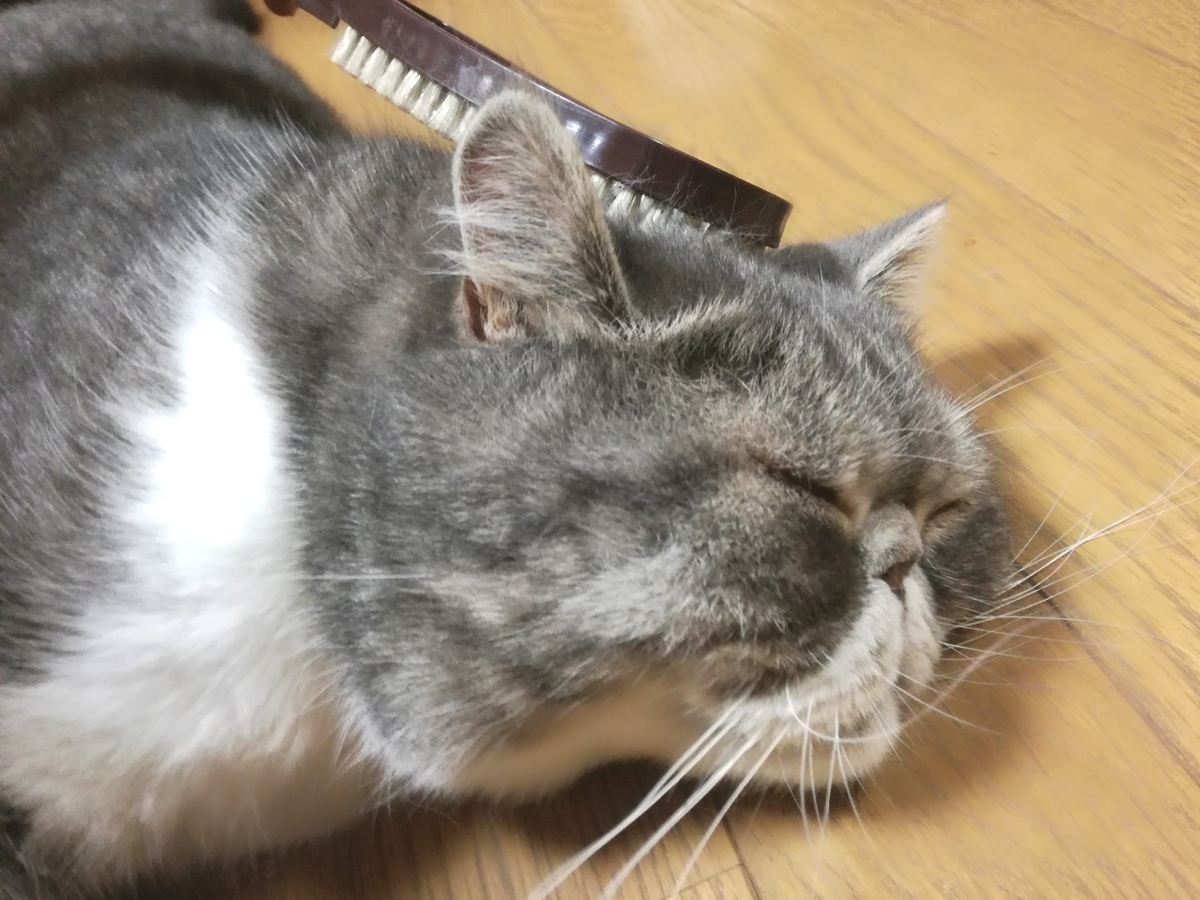 猫の周りであると便利なお掃除＆猫毛対策グッズ - watasiha tawasi