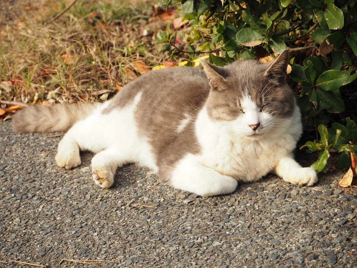 f:id:hamocho:20191201122827j:plain