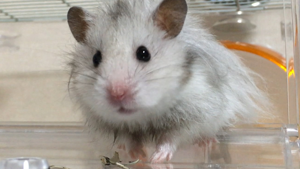 f:id:hamponland:20180516124257j:plain