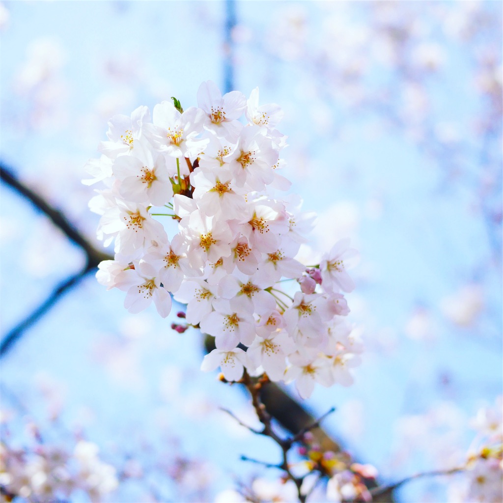 f:id:hamster_nappa:20170405232901j:image