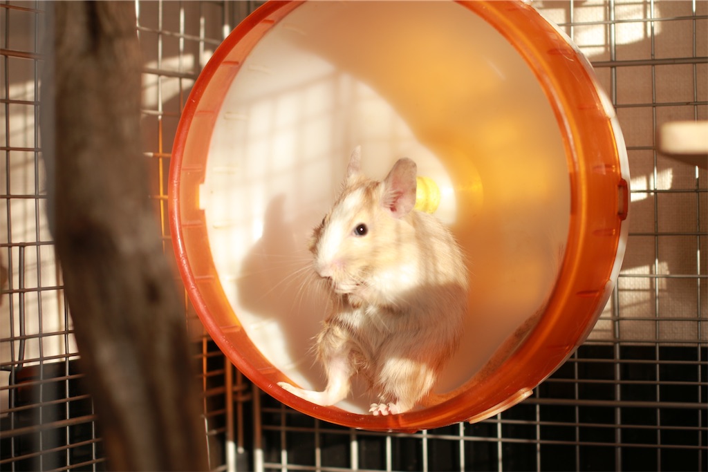 f:id:hamster_nappa:20191211094409j:image f:id:hamster_nappa:20191211094409j:image
