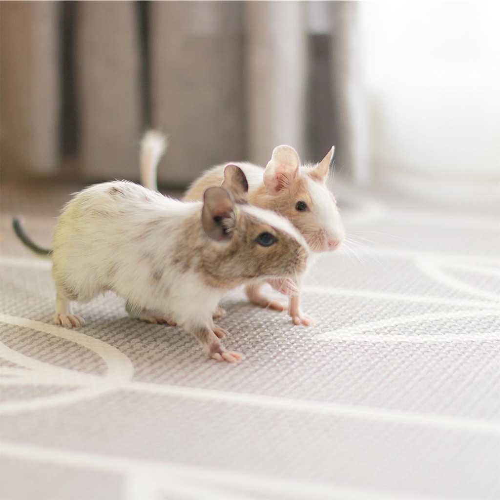 f:id:hamster_nappa:20200117174829j:image