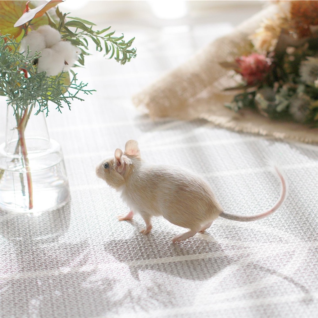 f:id:hamster_nappa:20200117174834j:image