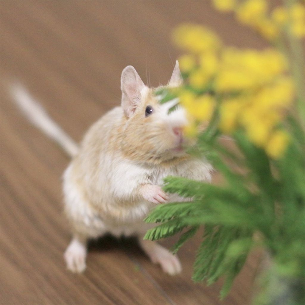 f:id:hamster_nappa:20200202142220j:image